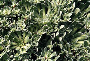 Saxifraga paniculata 'Mt Maglic'